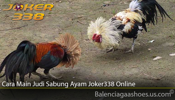 Cara Main Judi Sabung Ayam Joker338 Online